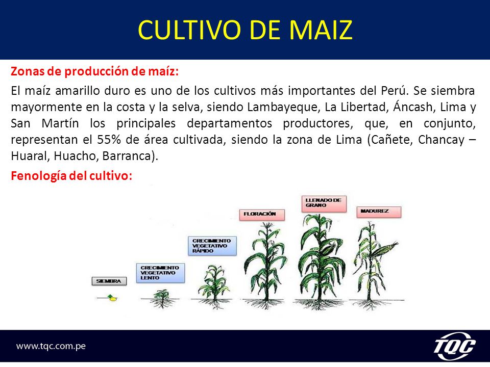 propiedades del maiz amarillo duro